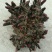 白芍芽子,白芍芽头成活率百分之九十五以上,投资低,好管理