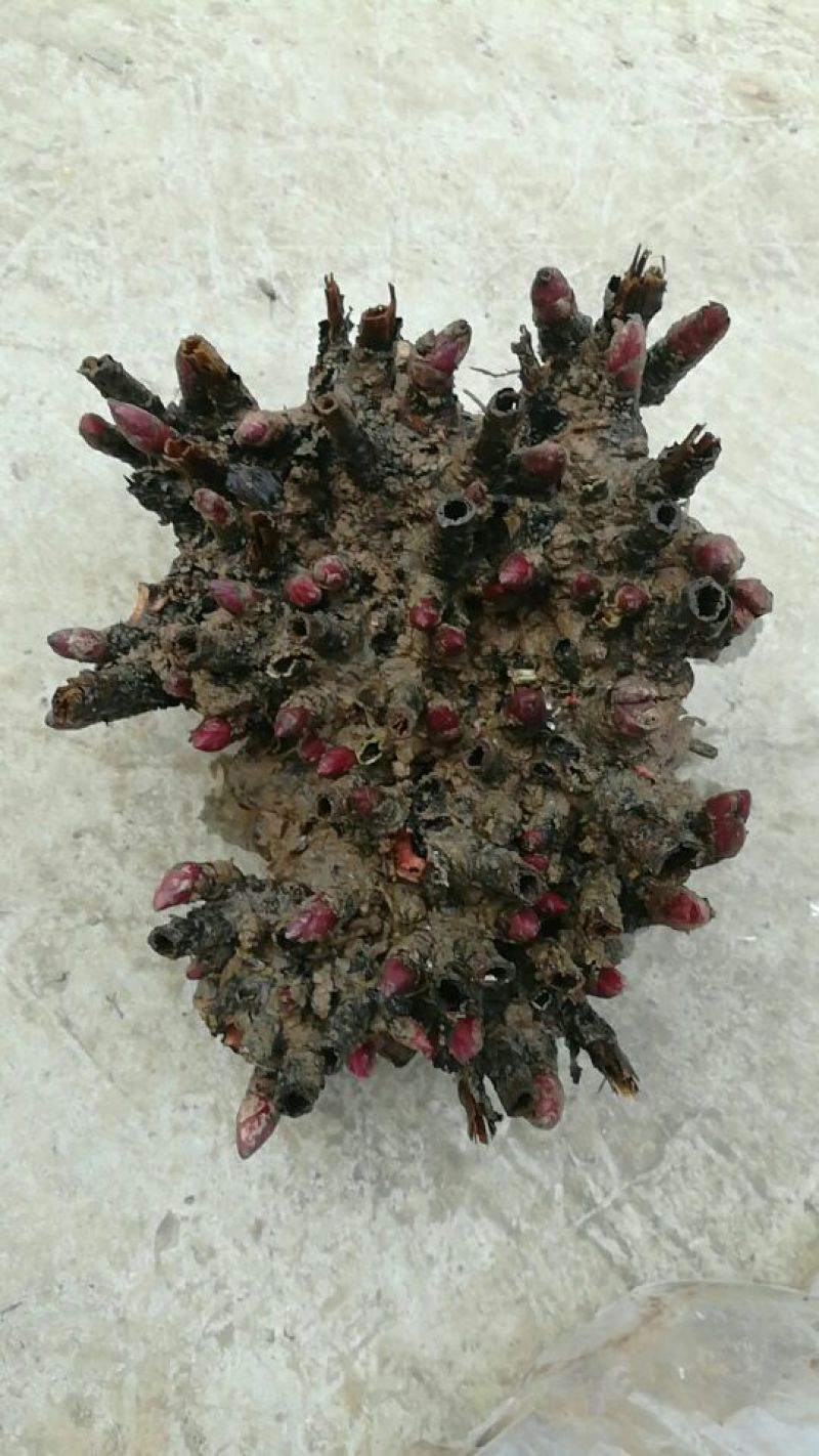 白芍芽子，白芍芽头成活率百分之九十五以上，投资低，好管理