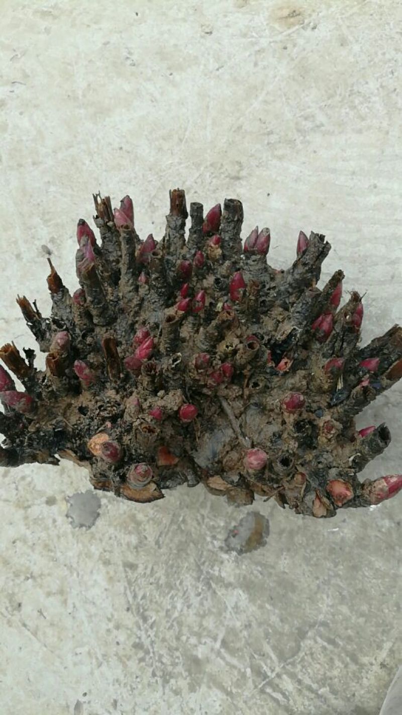 白芍芽子，白芍芽头成活率百分之九十五以上，投资低，好管理