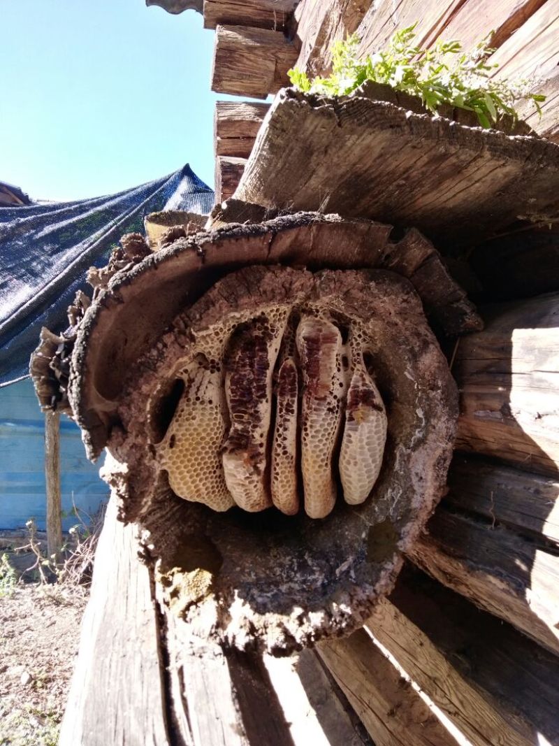 土蜂蜜2斤