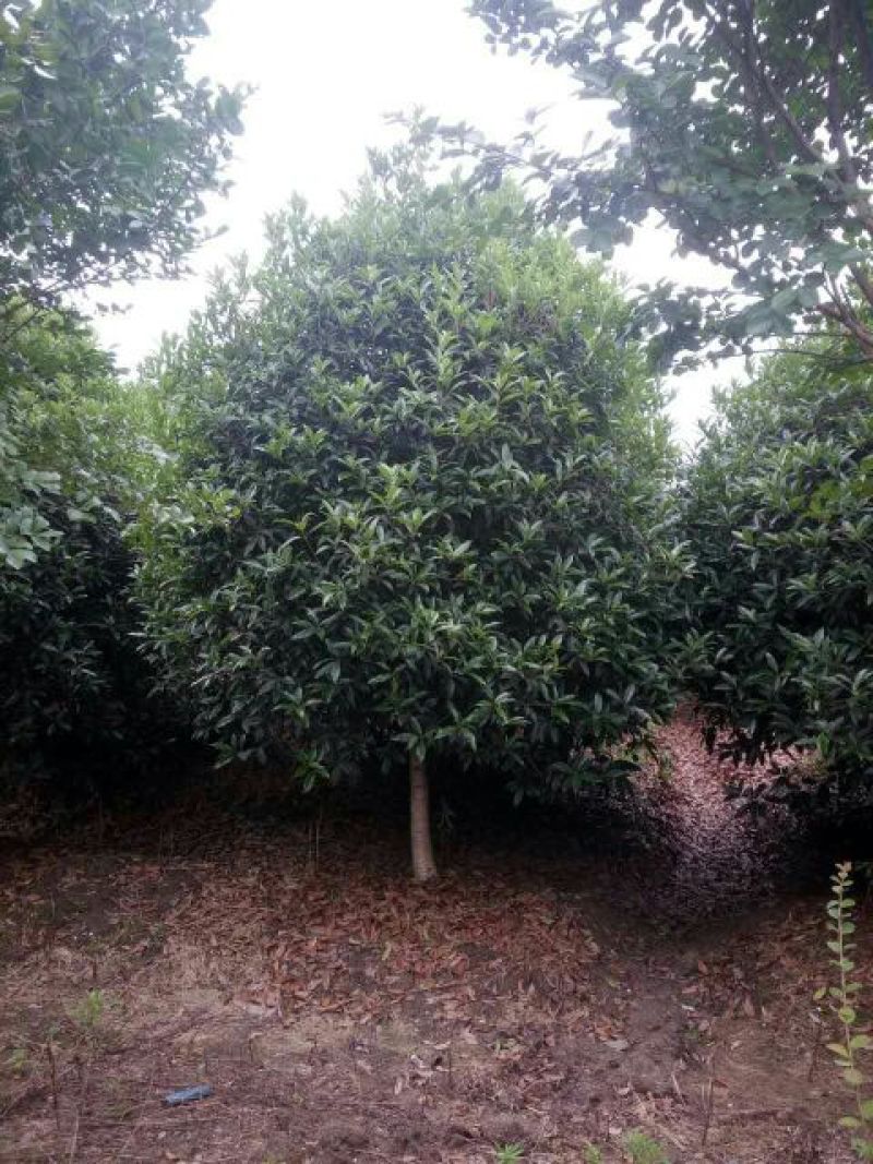 金桂花树苗120cm以上