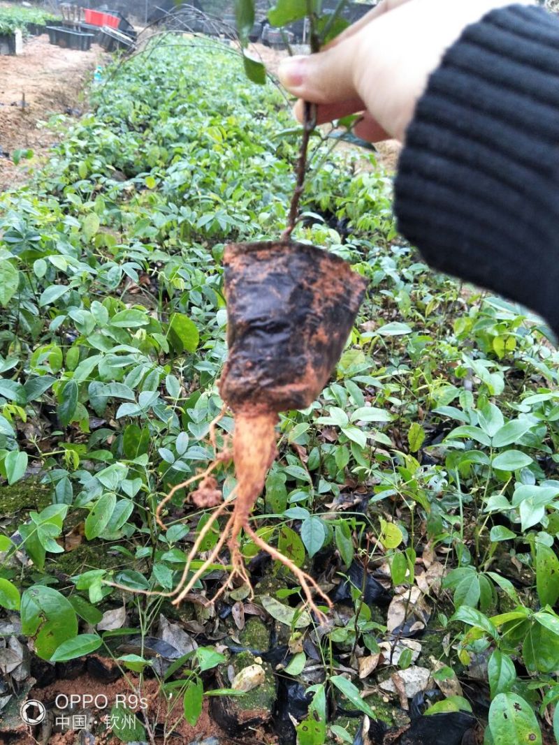 牛大力种苗15~30cm