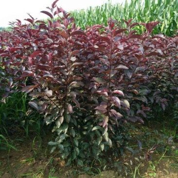 紫叶矮樱50~80cm2cm以下