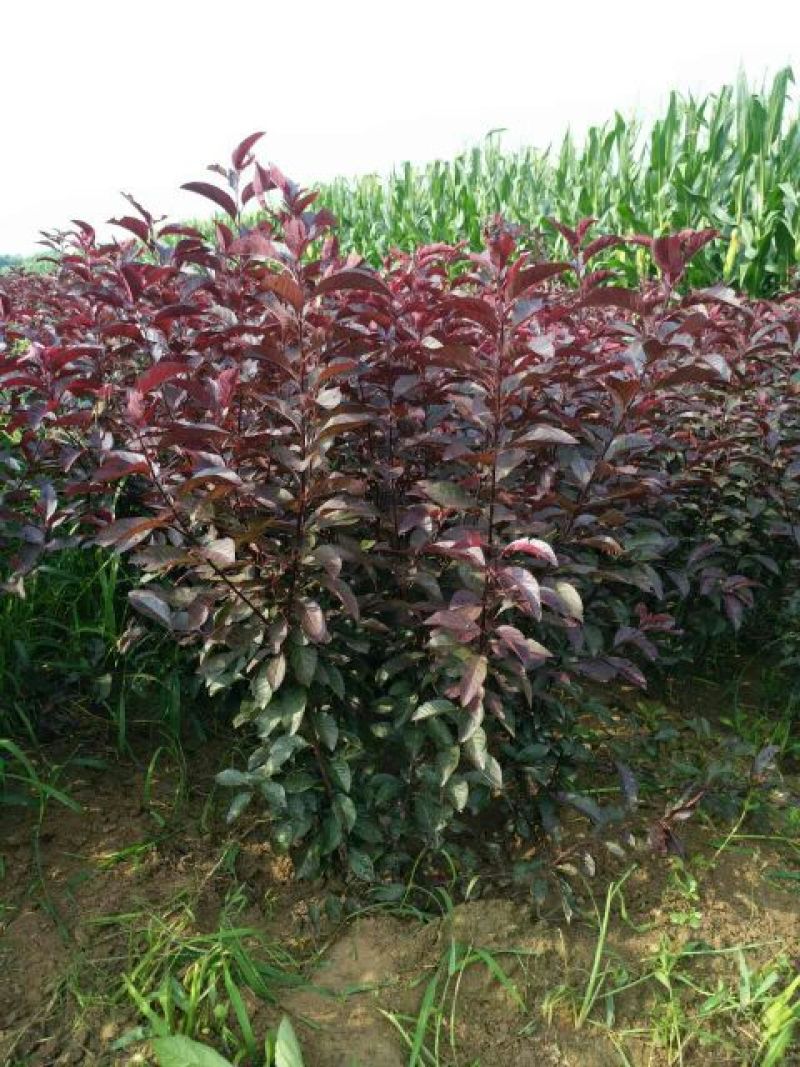 紫叶矮樱50~80cm2cm以下