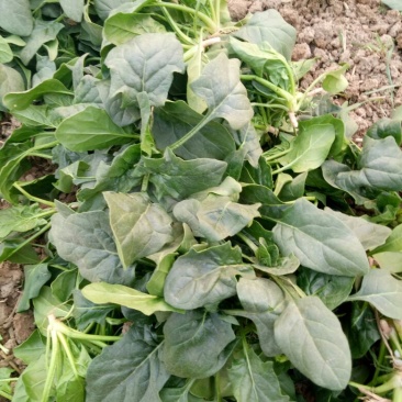 大叶菠菜15~20厘米