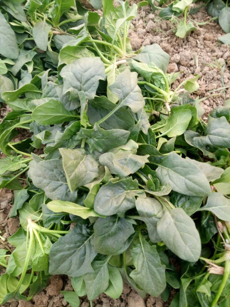 大叶菠菜15~20厘米