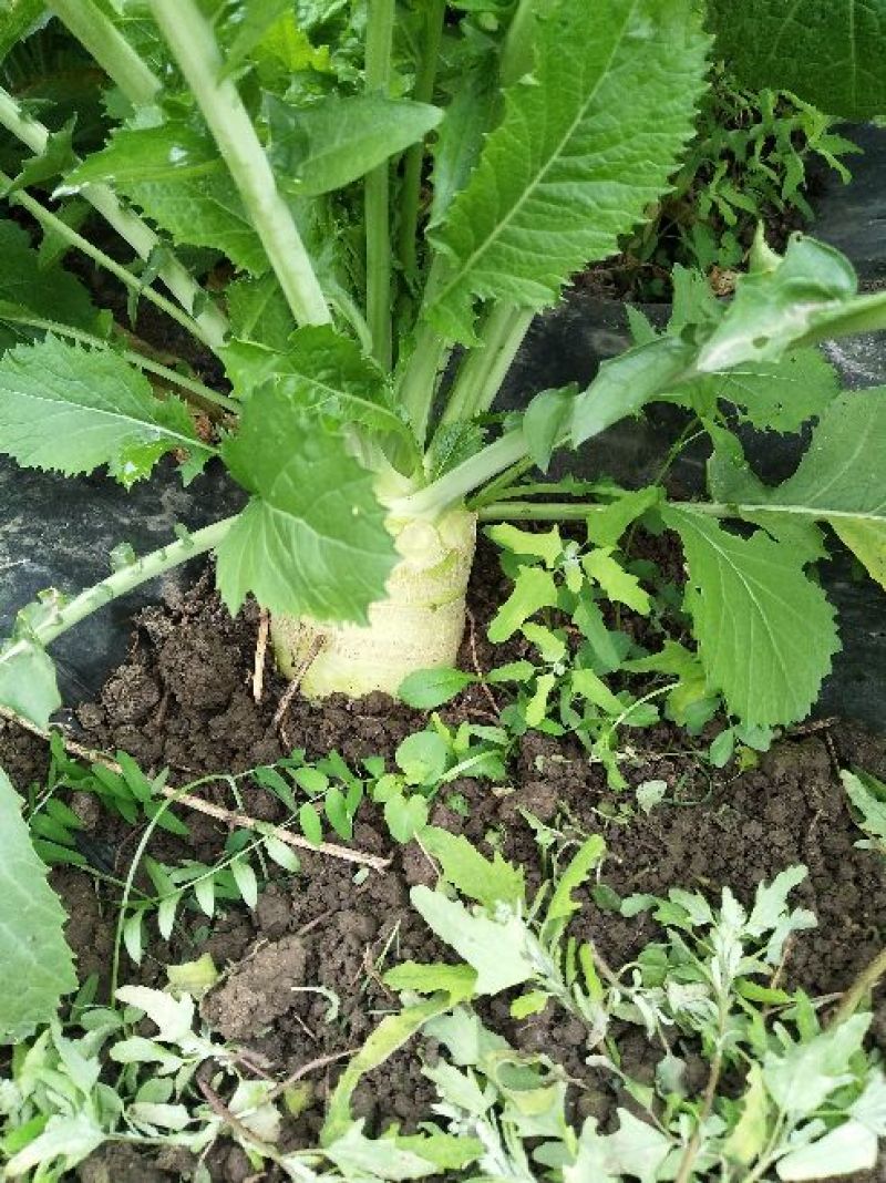 盘菜椭圆形