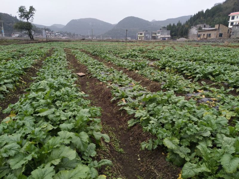 盘菜椭圆形