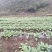 盘菜椭圆形