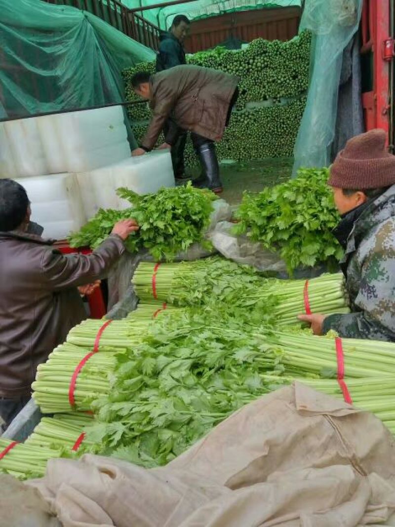 芹菜，万亩西芹拼多多，上产地对接电商，商超，全国各大市