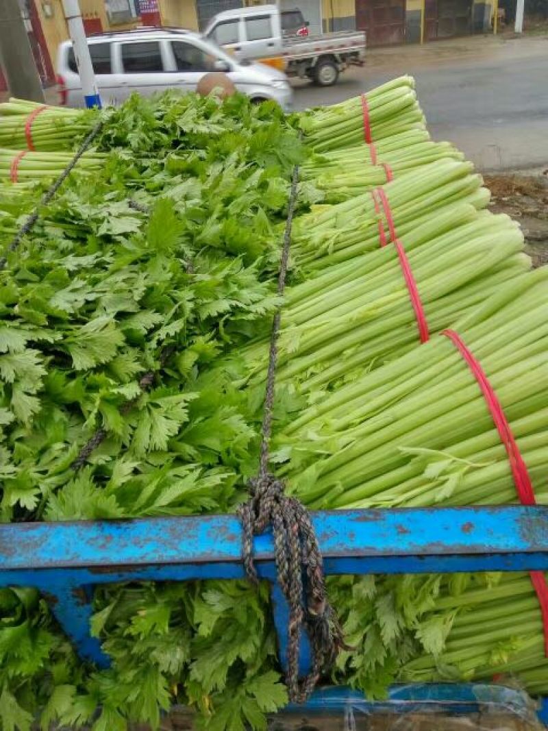 芹菜，万亩西芹拼多多，上产地对接电商，商超，全国各大市