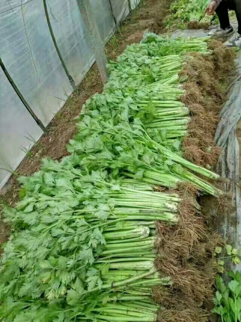 芹菜，万亩西芹拼多多，上产地对接电商，商超，全国各大市