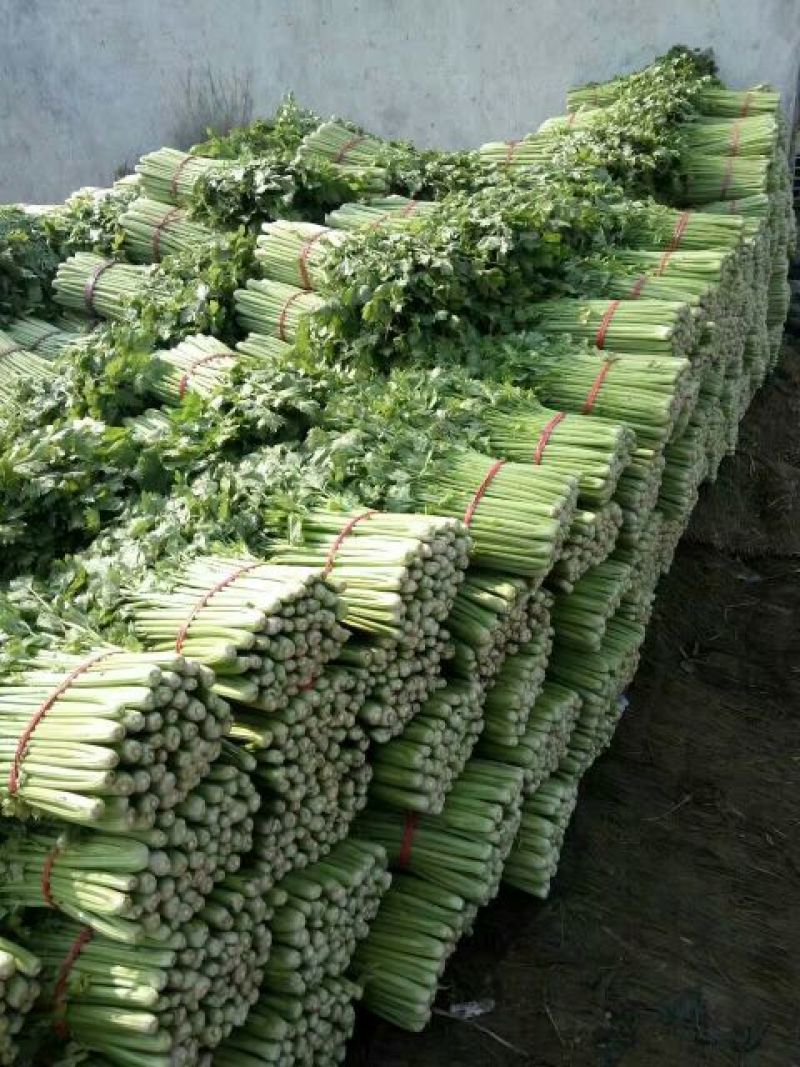 芹菜，万亩西芹拼多多，上产地对接电商，商超，全国各大市