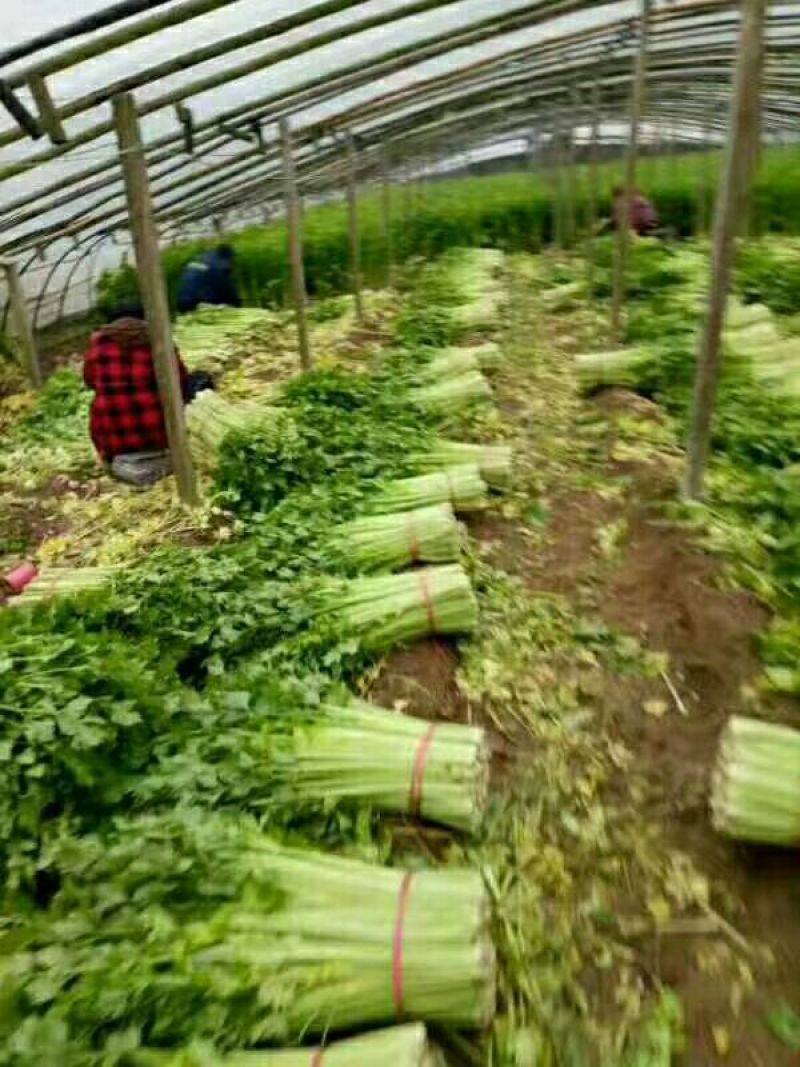 芹菜，万亩西芹拼多多，上产地对接电商，商超，全国各大市