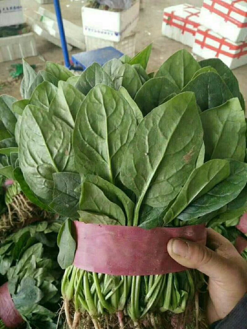 河北菠菜大叶菠菜15~20厘米-产地直供-品质保证
