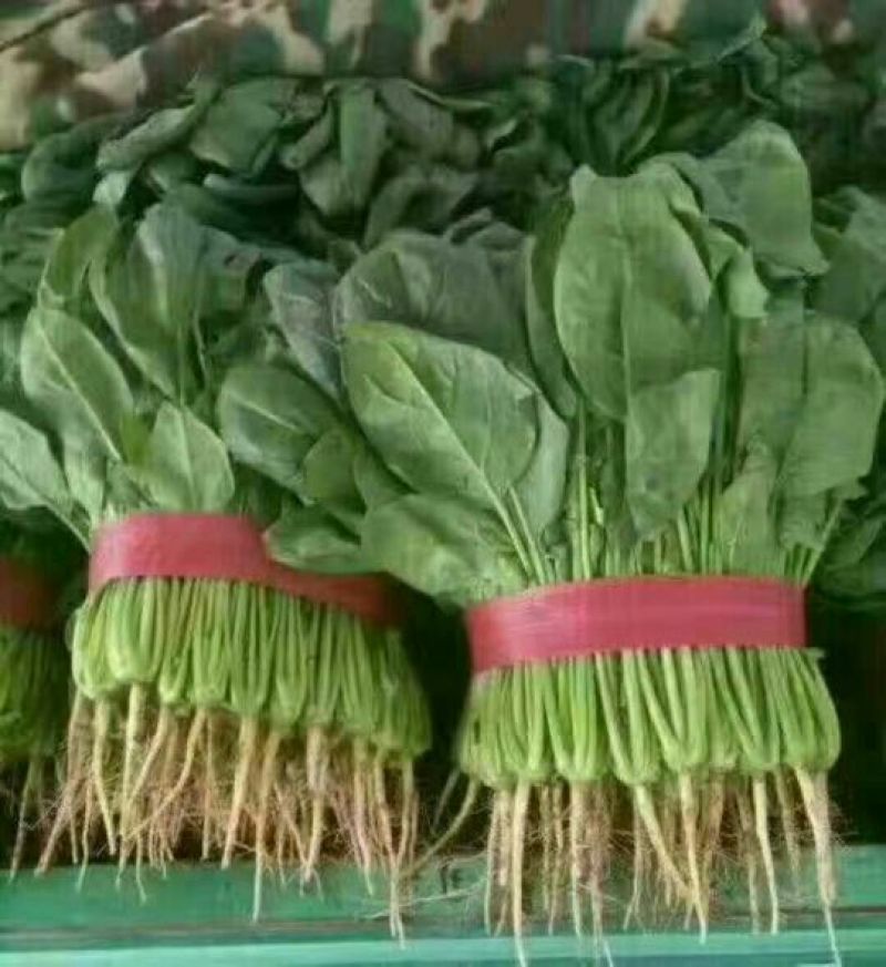 河北菠菜大叶菠菜15~20厘米-产地直供-品质保证