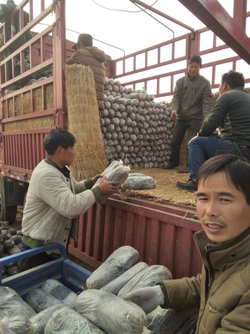 平菇菌棒22*47质优价廉