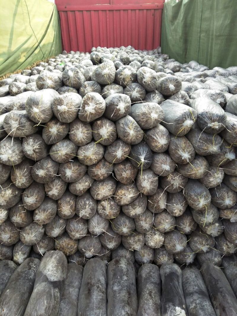 平菇菌棒22*47质优价廉