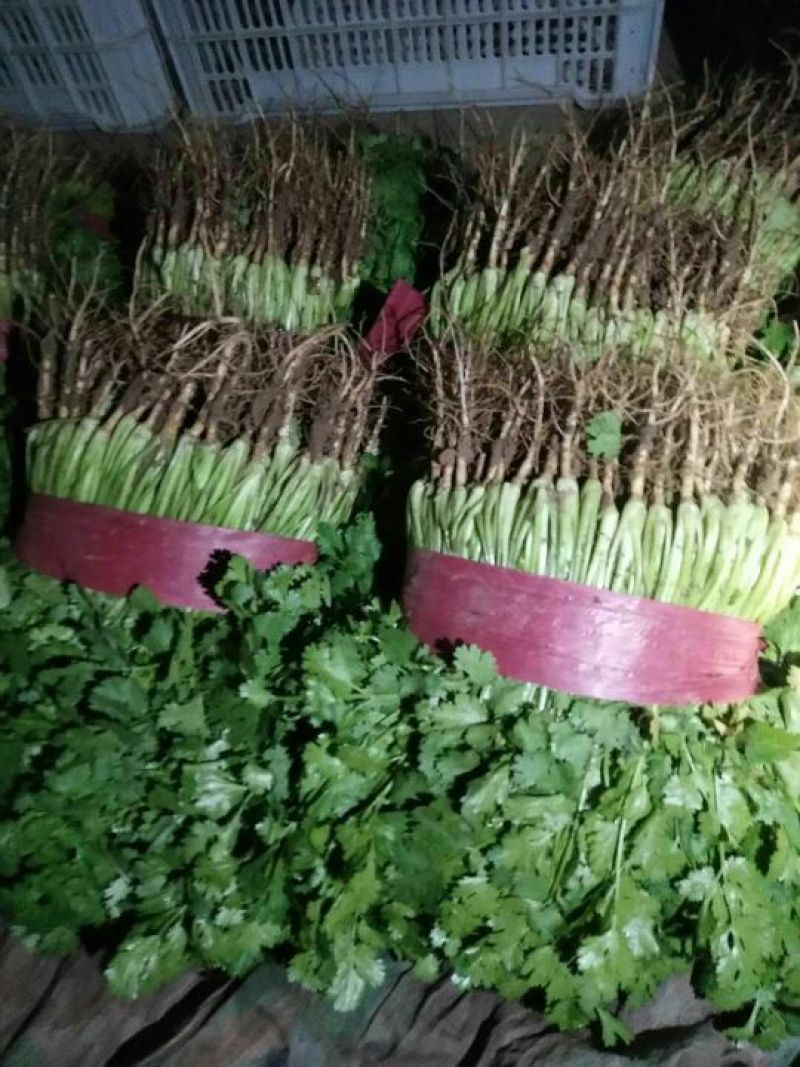 香菜30厘米以上产区直发分拣加工标准稳定档口收货