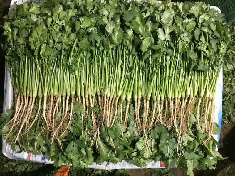 香菜30厘米以上产区直发分拣加工标准稳定档口收货