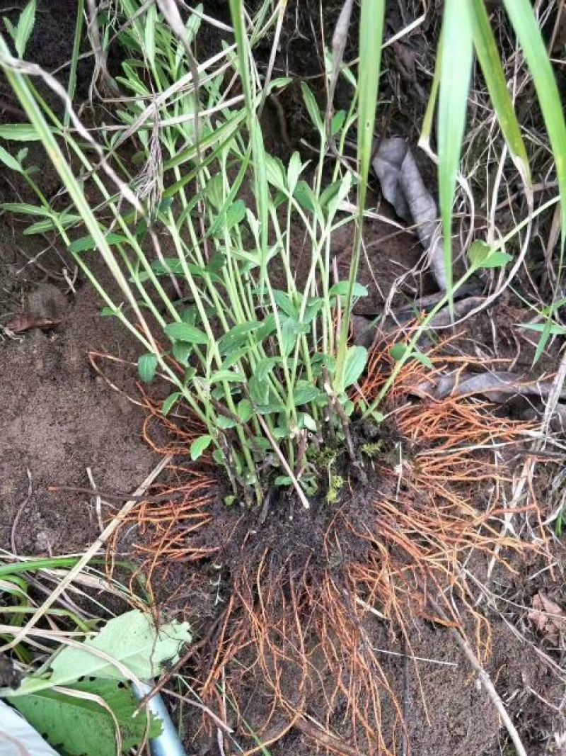 野蚕豆根，正品野生干货，野蚕豆灵芝，化血丹，