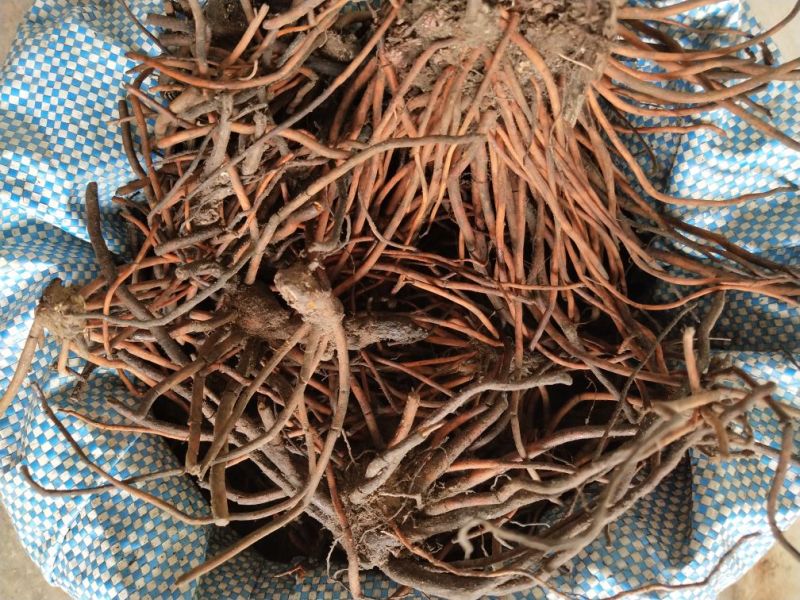 野蚕豆根，正品野生干货，野蚕豆灵芝，化血丹，