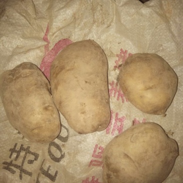 土豆2两以上通货