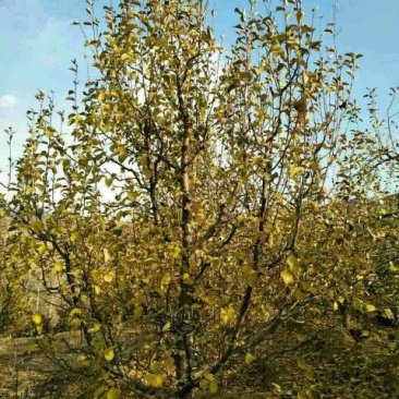 海棠12~14cm10~12cm10~12cm
