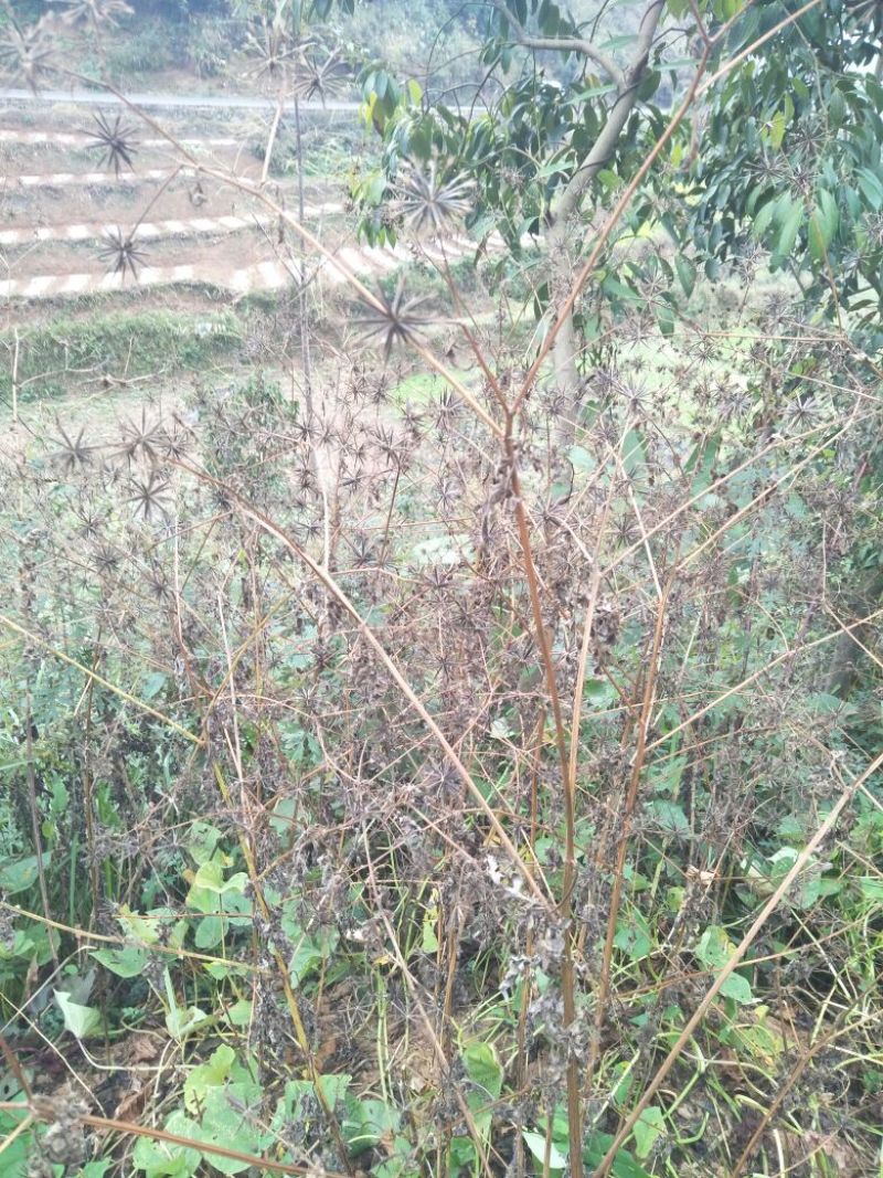 鬼针草