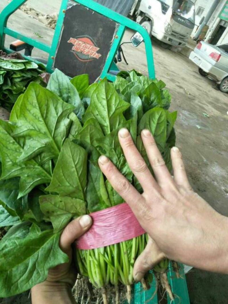 菠菜25~30厘米