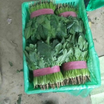 菠菜25~30厘米