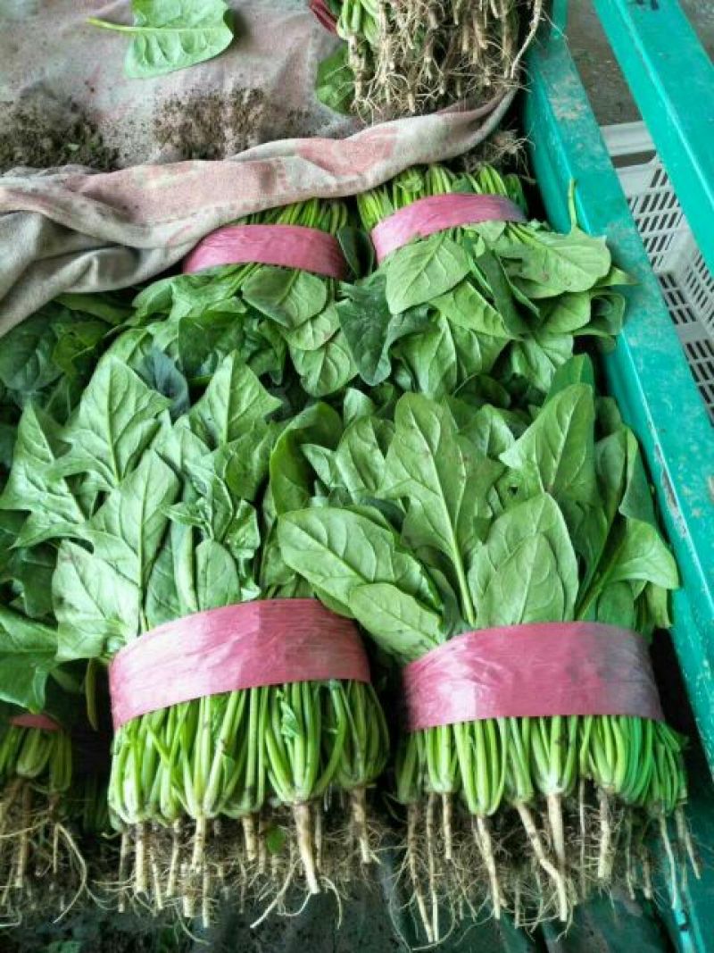 菠菜25~30厘米