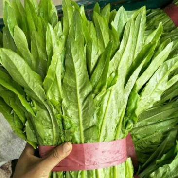 油麦菜25~30cm以上