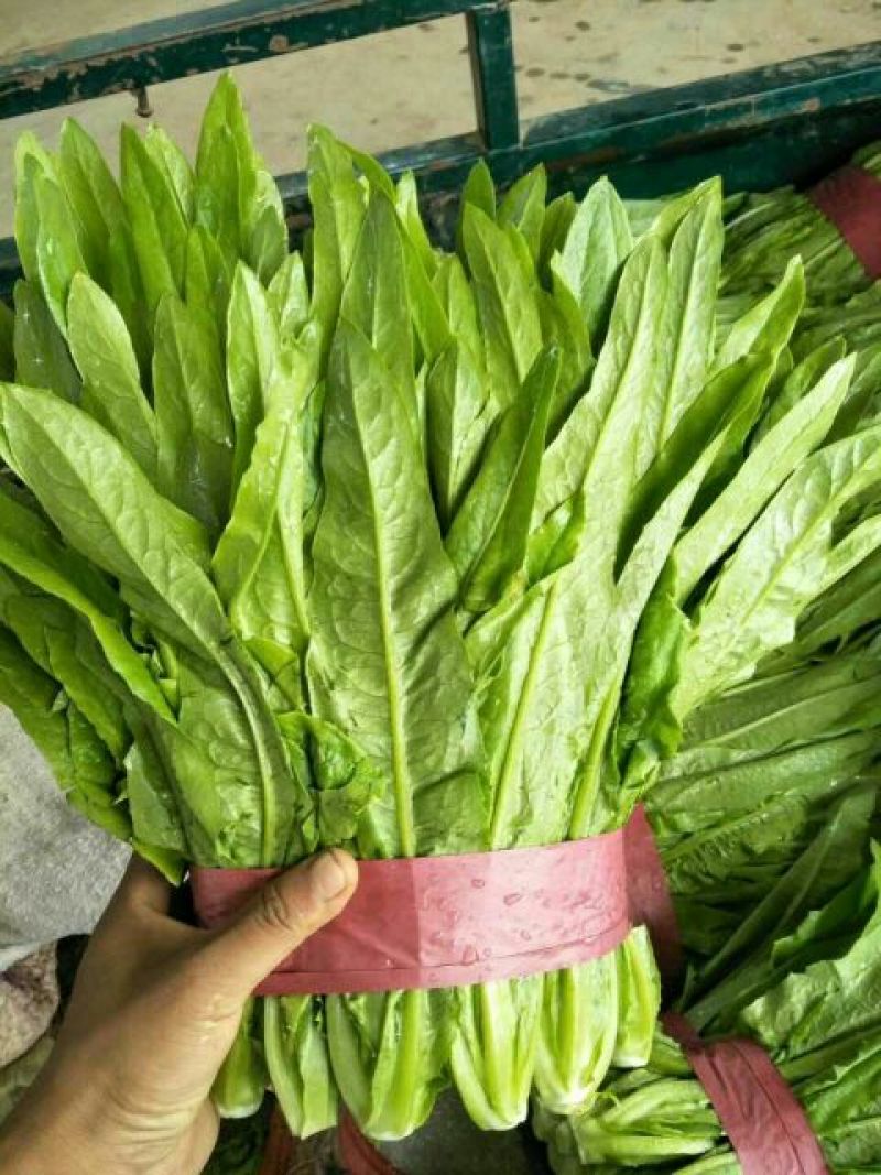 油麦菜25~30cm以上
