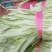 油麦菜25~30cm以上