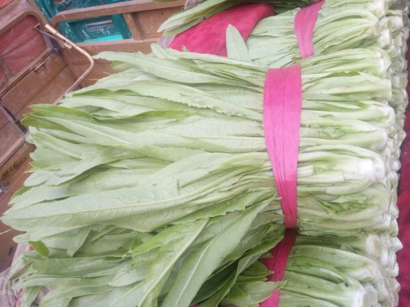 油麦菜25~30cm以上