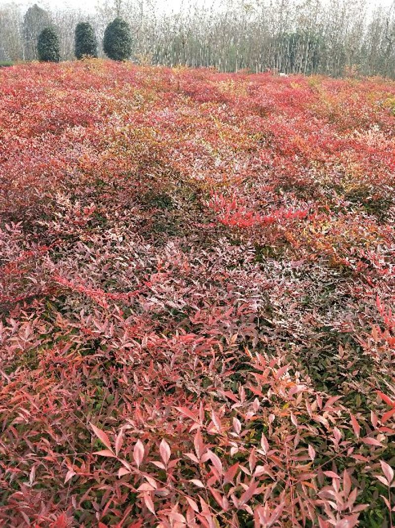 【天竹苗】河南南天竹，信阳南天竹，南天竹，红天竹