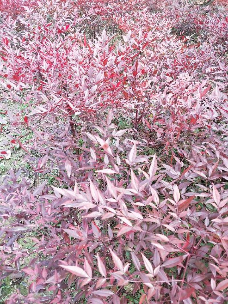 【天竹苗】河南南天竹，信阳南天竹，南天竹，红天竹