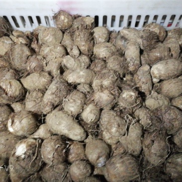 毛薯2两以下