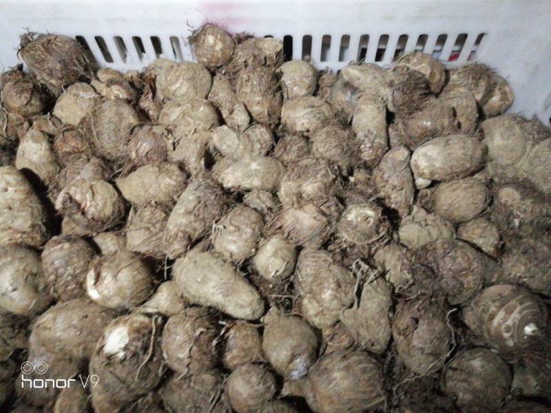 毛薯2两以下