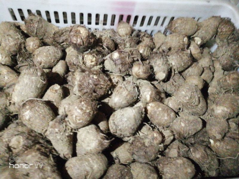 毛薯2两以下