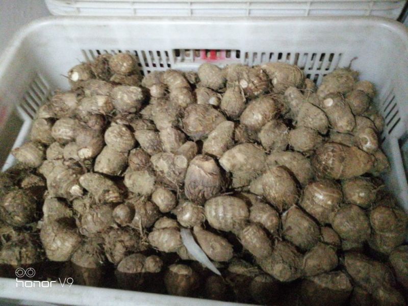 毛薯2两以下