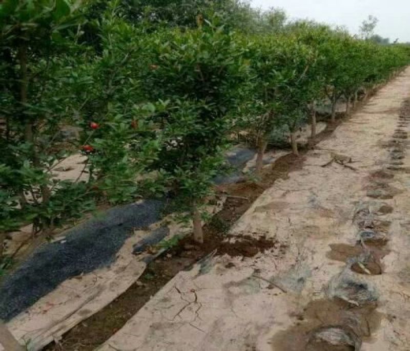 石榴树苗基地一手货源价格实惠欢迎选购