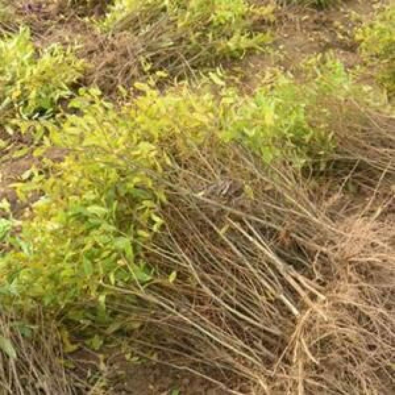石榴树苗基地一手货源价格实惠欢迎选购