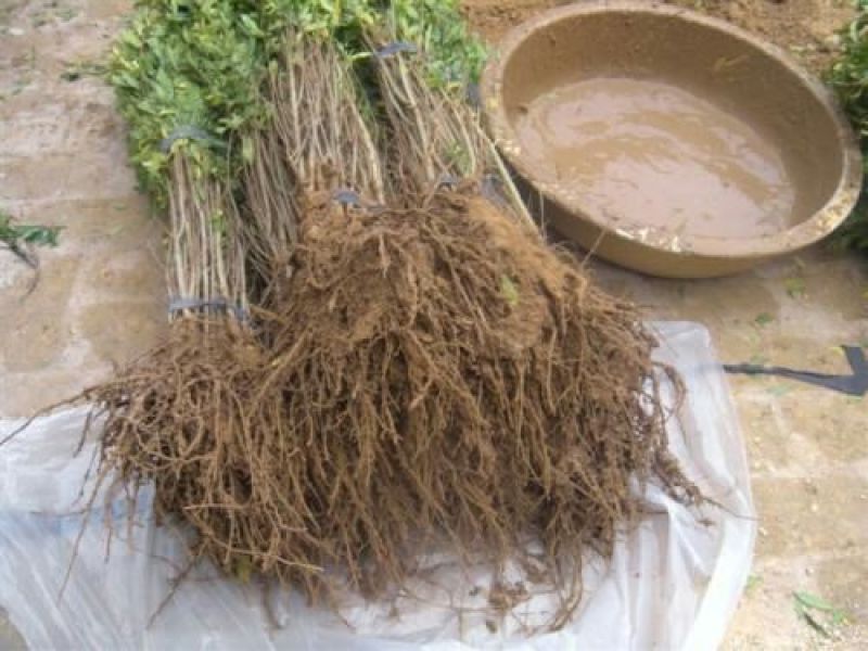 石榴树苗基地一手货源价格实惠欢迎选购
