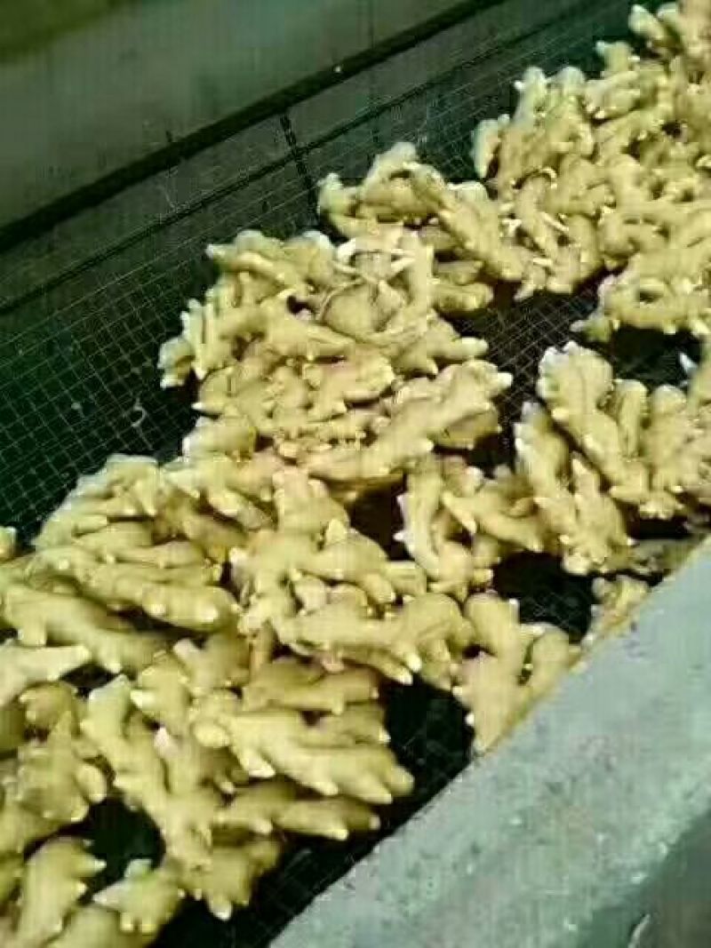 沙土地大黄姜，姜农地窖出姜，产地一手货源，产地直销