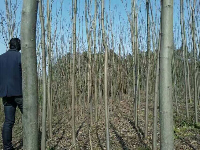 黄山栾树苗基地1一20批发，现货长期有效。
