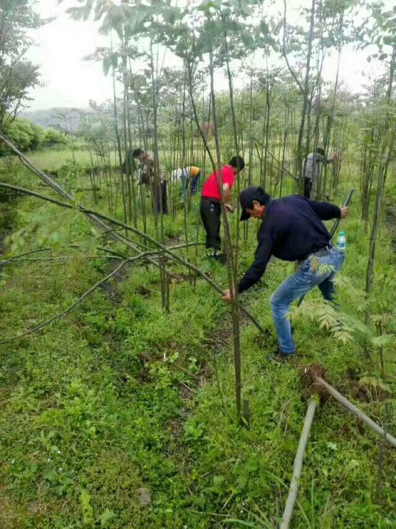 黄山栾树苗基地1一20批发，现货长期有效。