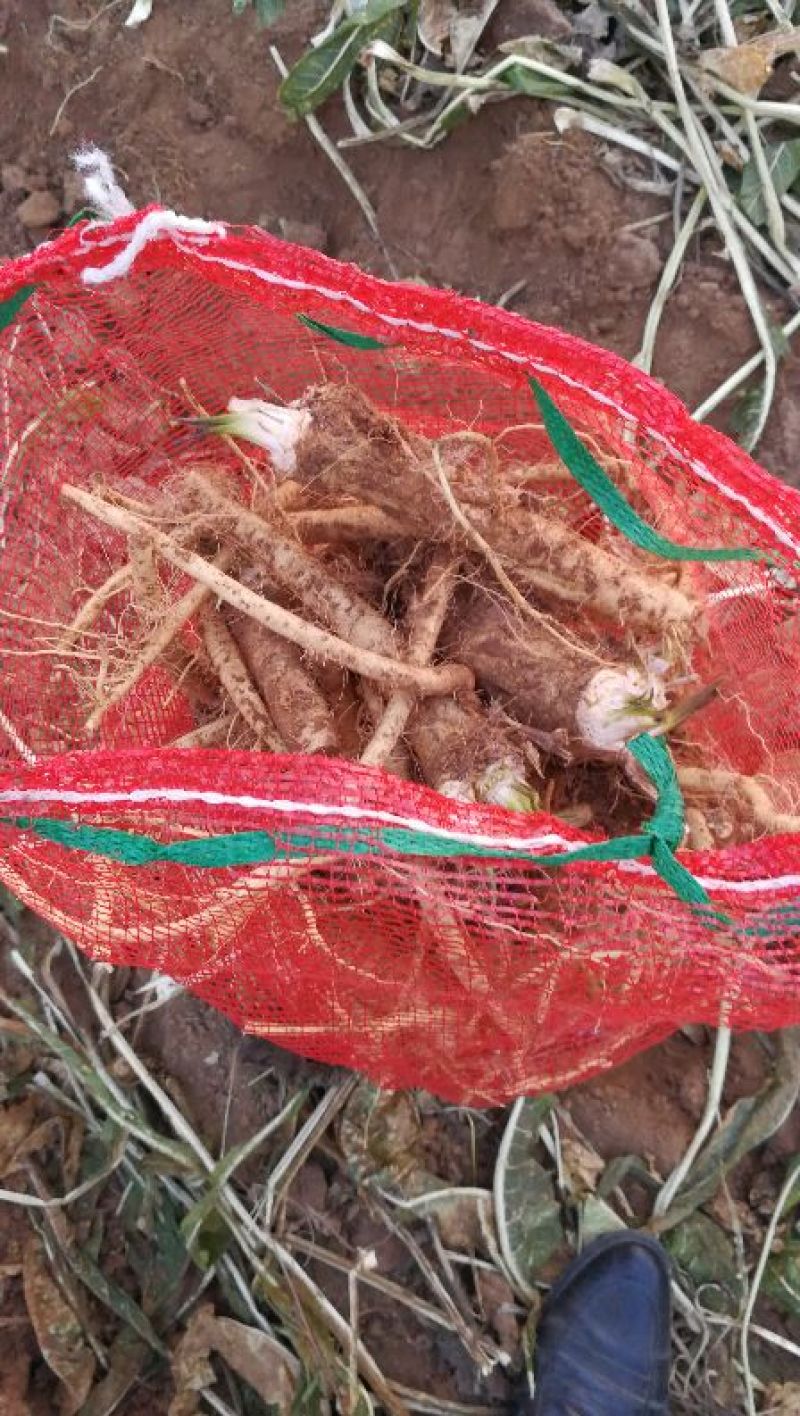 辣根