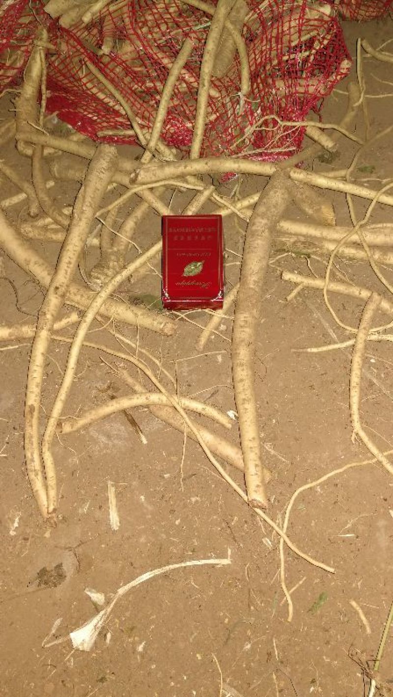 辣根